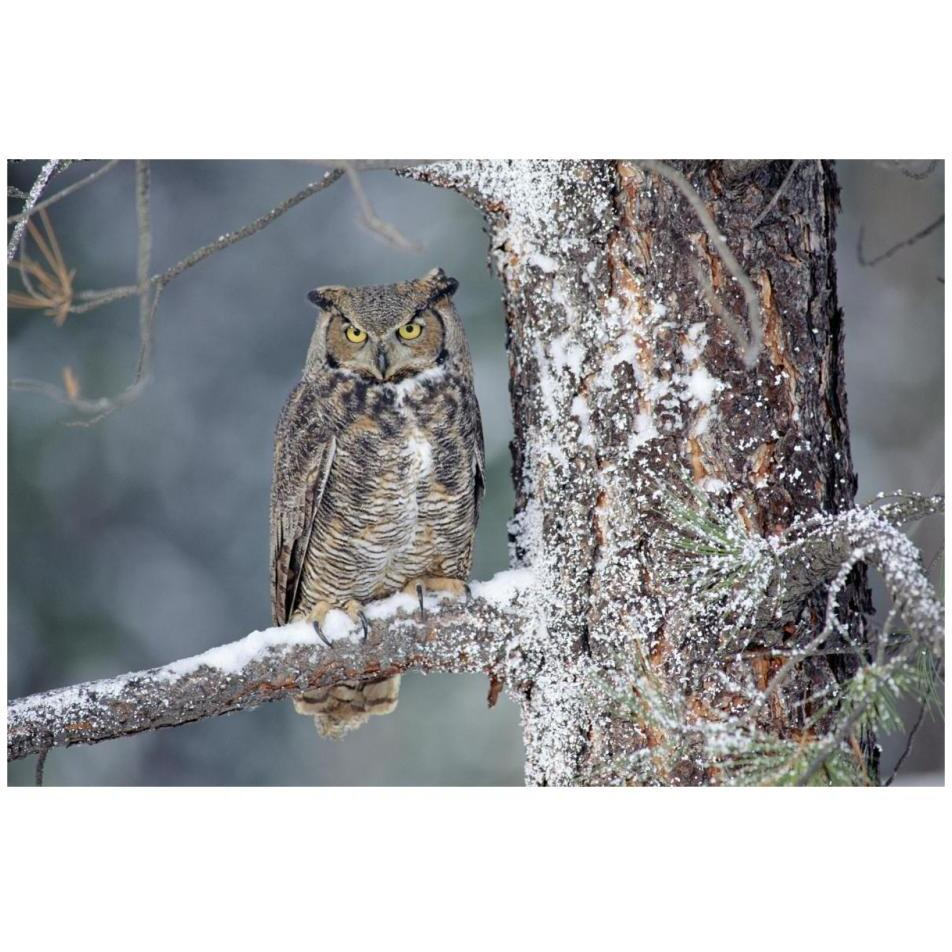 Great Horned Owl adult perching in a snow-covered tree, British Columbia, Canada-Paper Art-32&quotx22"