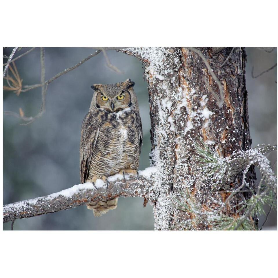 Great Horned Owl adult perching in a snow-covered tree, British Columbia, Canada-Paper Art-38&quotx26"