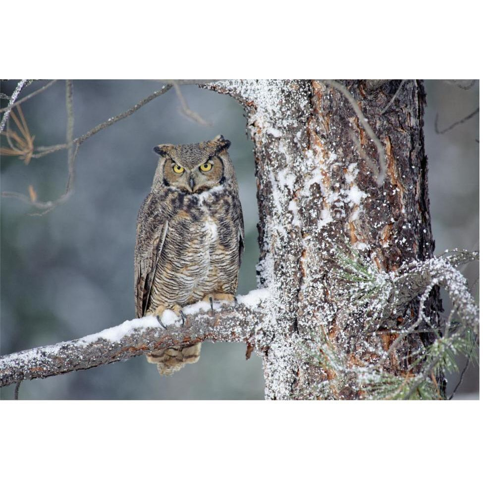 Great Horned Owl adult perching in a snow-covered tree, British Columbia, Canada-Paper Art-62&quotx42"