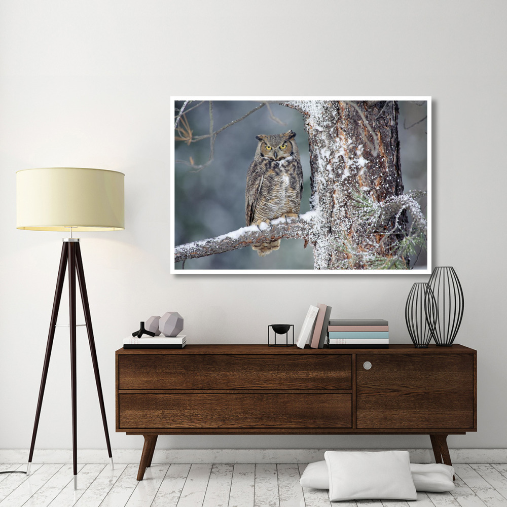 Great Horned Owl adult perching in a snow-covered tree, British Columbia, Canada-Paper Art-62&quotx42"