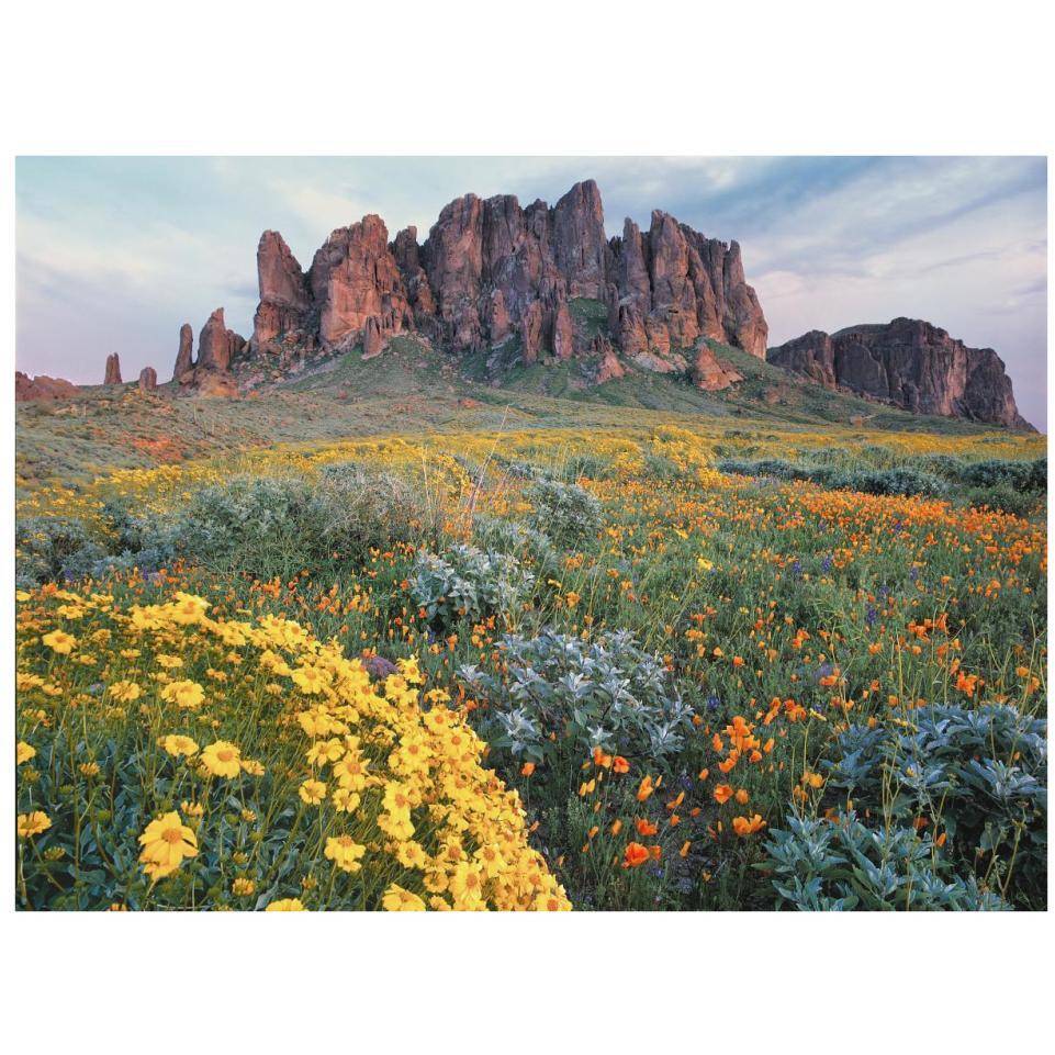 California Brittlebush Lost Dutchman State Park, Superstition Mountains, Arizona-Paper Art-34&quotx26"