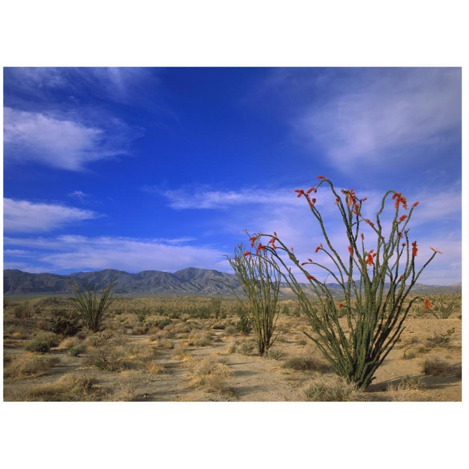 Ocotillo and the Vallecito Mountains, Anza-Borrego Desert State Park, California-Paper Art-26&quotx20"