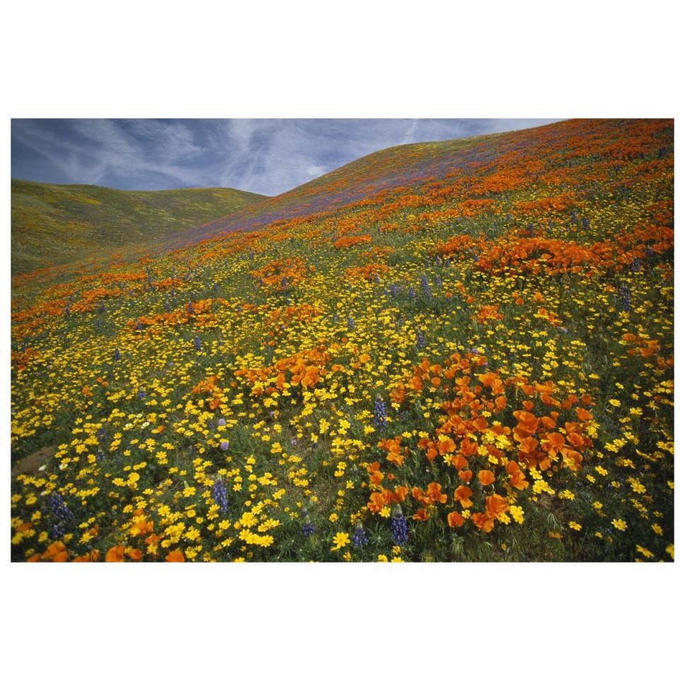 Hills covered with California Poppies and Lupine Tehachapi Mountains, California-Paper Art-32&quotx22"