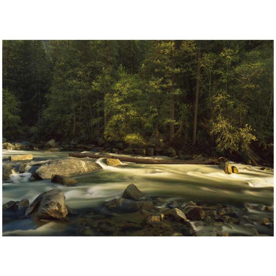 Merced River flowing through the valley floor, Yosemite National Park, California-Paper Art-42&quotx32"