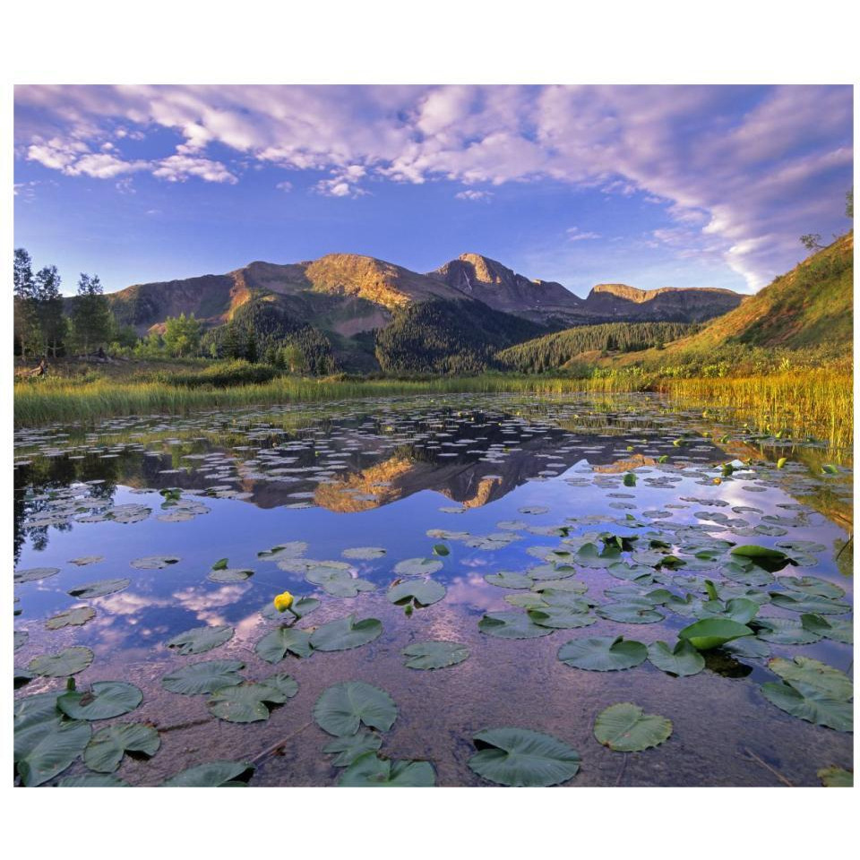 Lily Pads and reflection of Snowdon Peak in pond, west Needle Mountains, Colorado-Paper Art-32&quotx27.2"