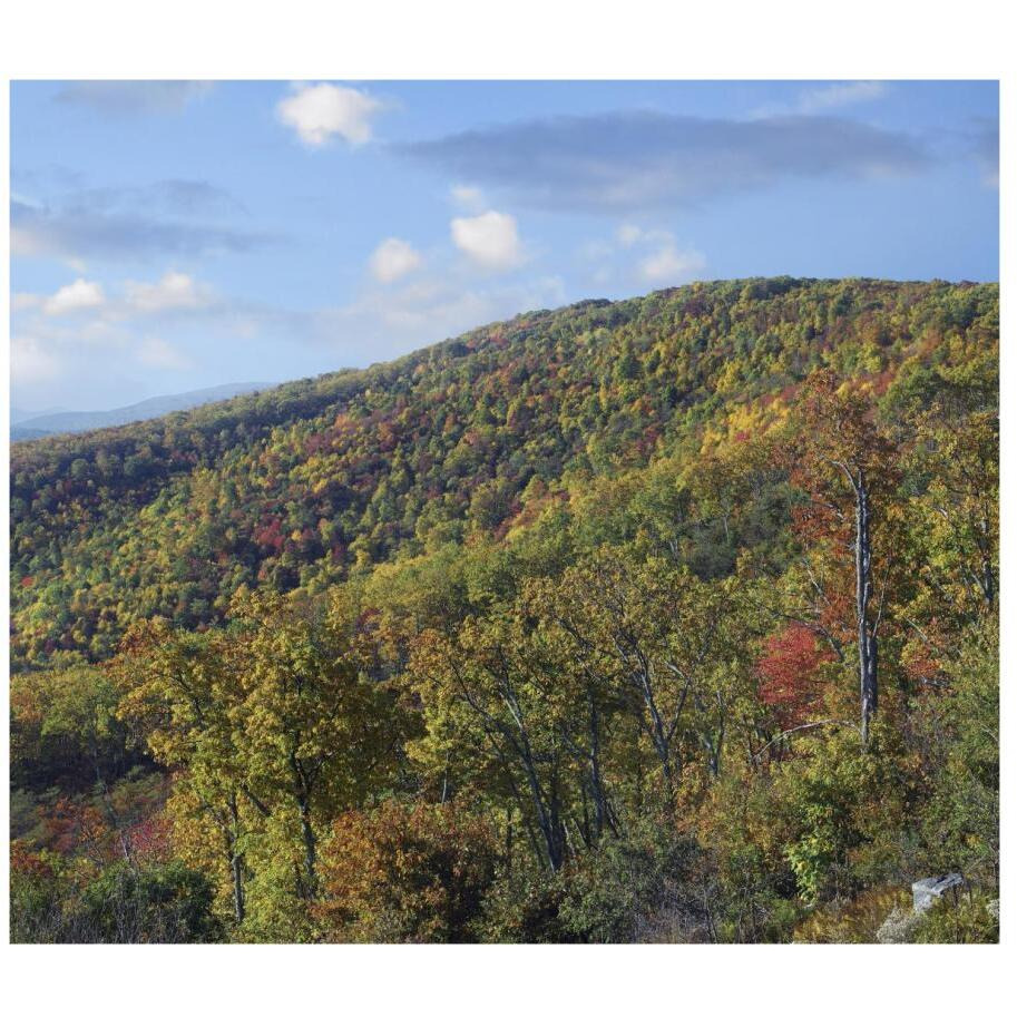 Blue Ridge Range from Moormans River Overlook, Shenandoah National Park, Virginia-Paper Art-18&quotx15.92"