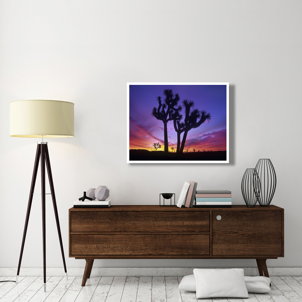 Joshua Trees at sunrise near Quail Springs, Joshua Tree National Park, California-Paper Art-42&quotx32"