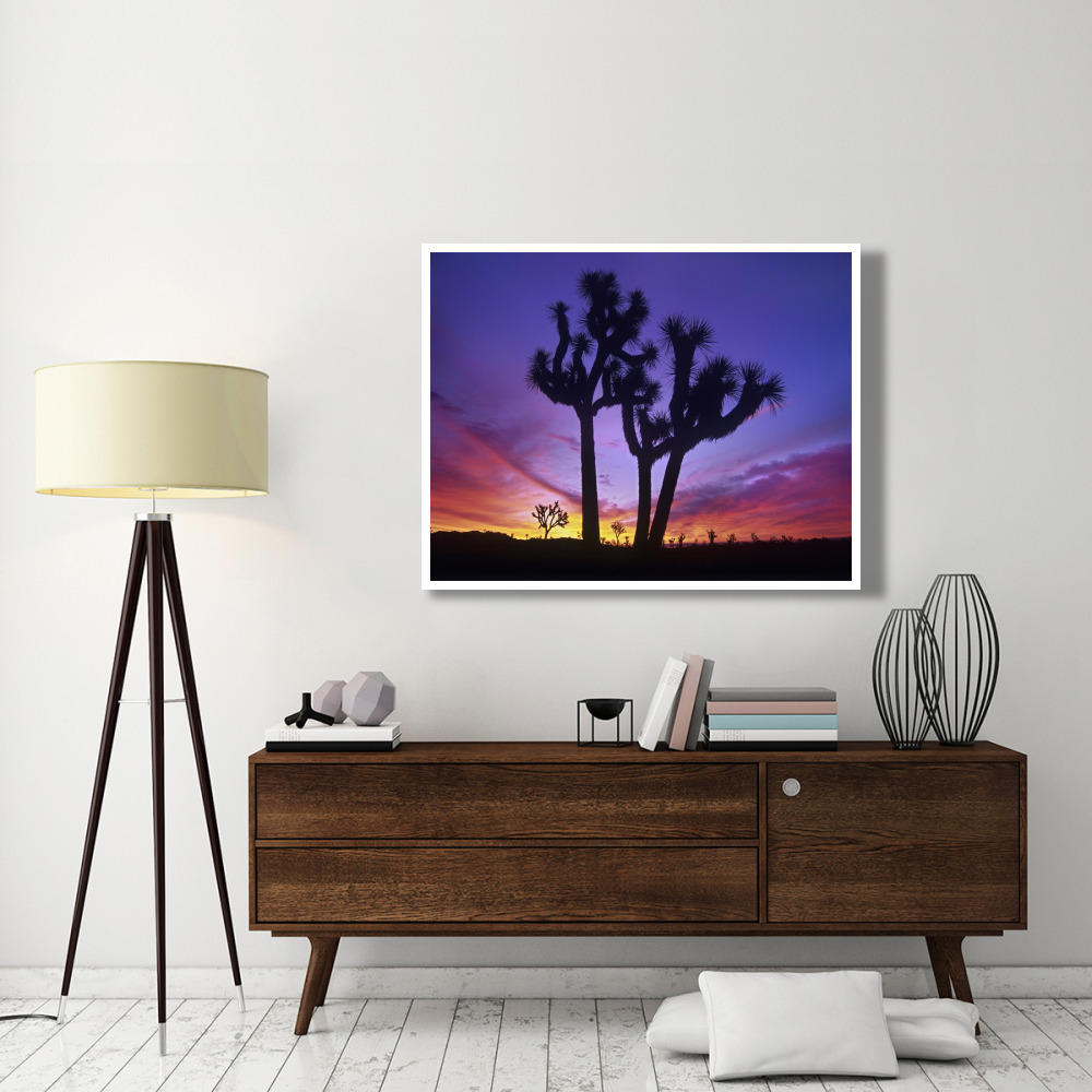 Joshua Trees at sunrise near Quail Springs, Joshua Tree National Park, California-Paper Art-50&quotx38"