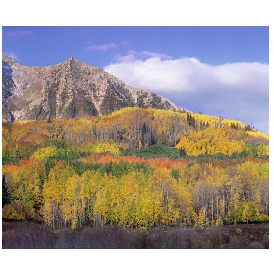 Quaking Aspen forest in autumn, Marcellina Mountain, Raggeds Wilderness, Colorado-Paper Art-18&quotx15.28"