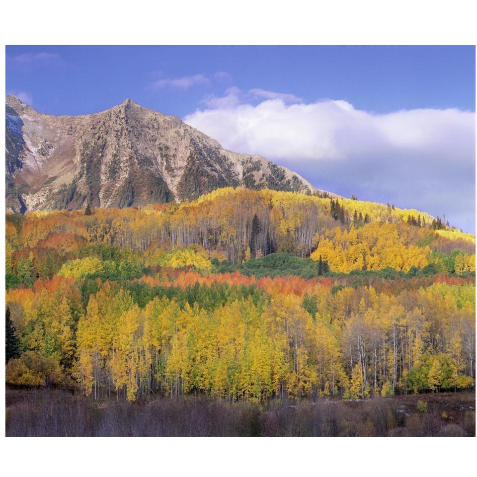 Quaking Aspen forest in autumn, Marcellina Mountain, Raggeds Wilderness, Colorado-Paper Art-38&quotx31.88"