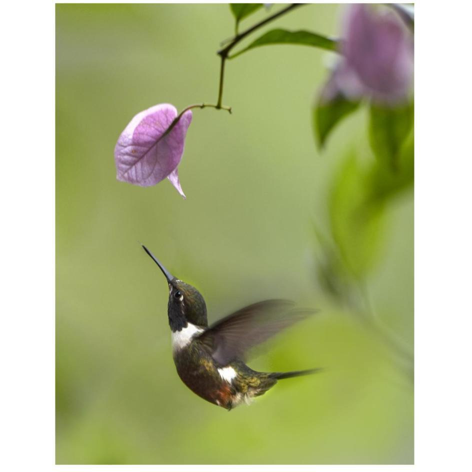 Purple-throated Woodstar hummingbird hovering near Bougainveillea flower, Ecuador-Paper Art-20&quotx26"