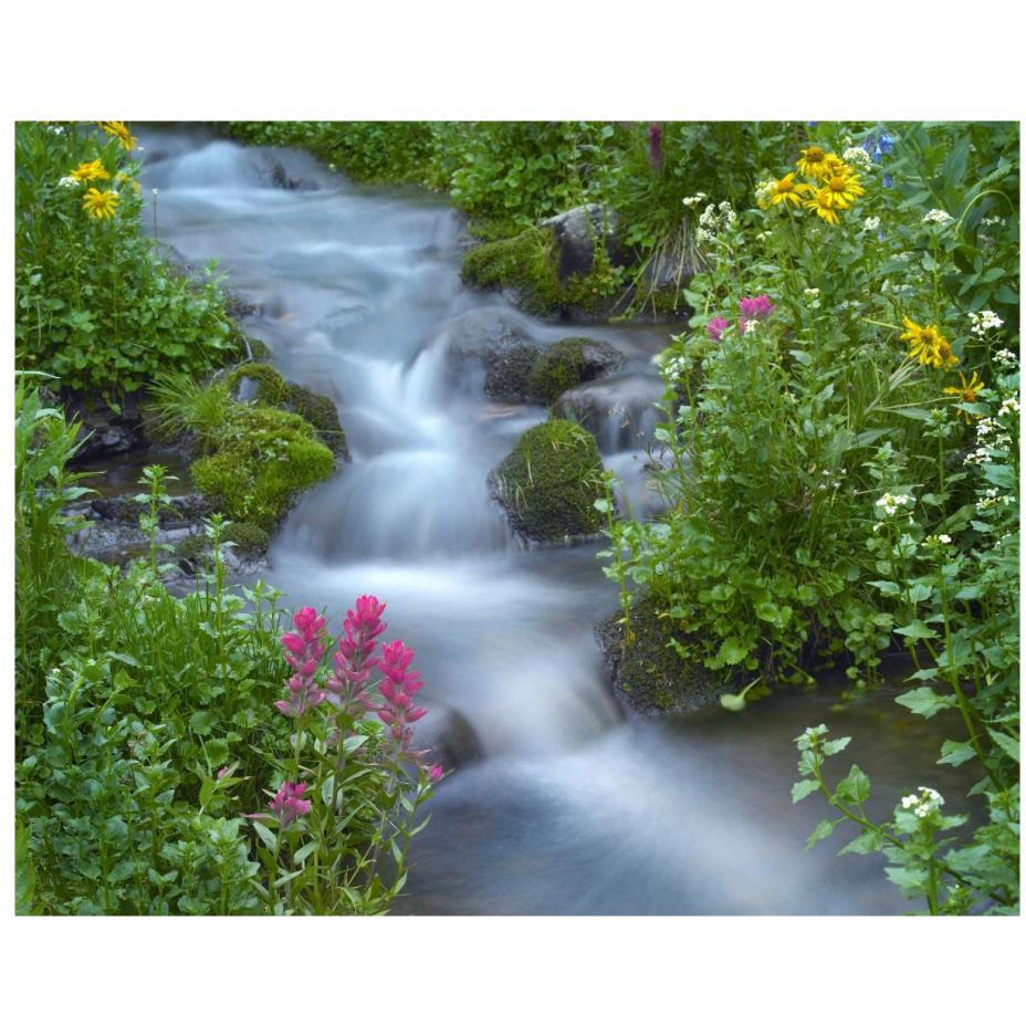 Orange Sneezeweed and Indian Paintbrush beside stream, Yankee Boy Basin, Colorado-Paper Art-22&quotx18"