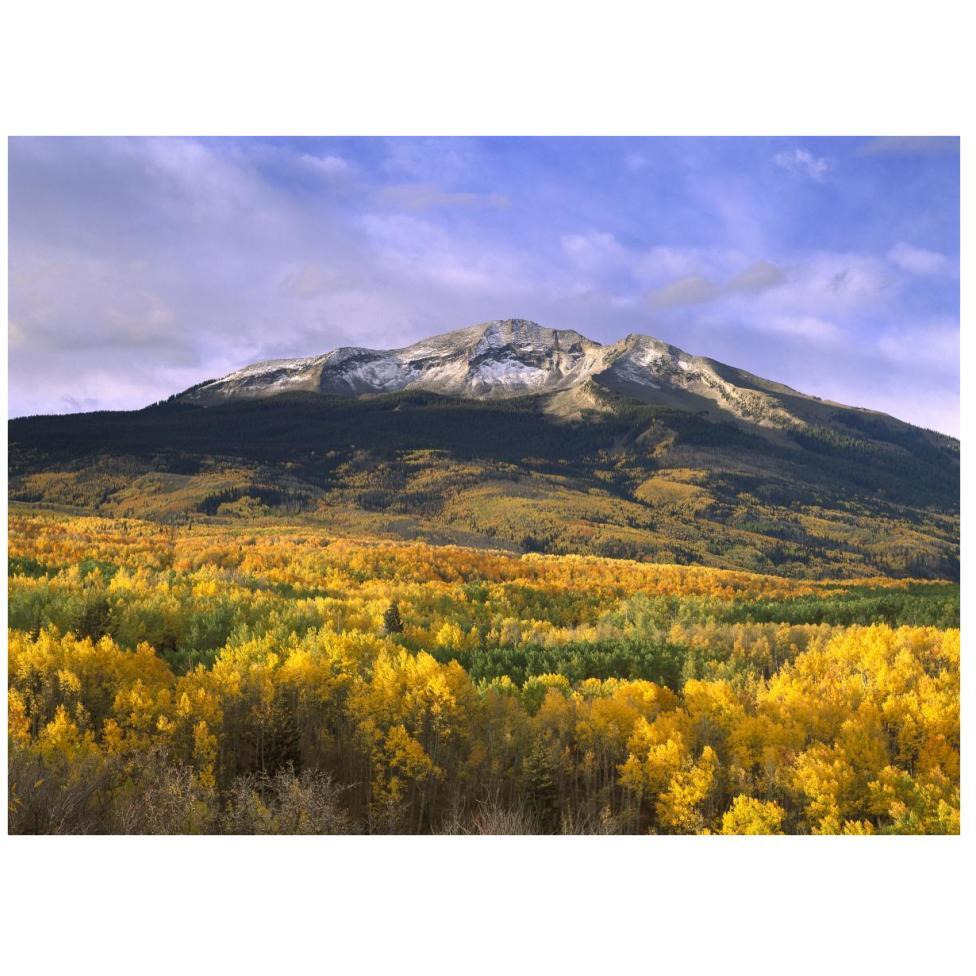 East Beckwith Mountain and trees in fall color, Gunnison National Forest, Colorado-Paper Art-42&quotx32"