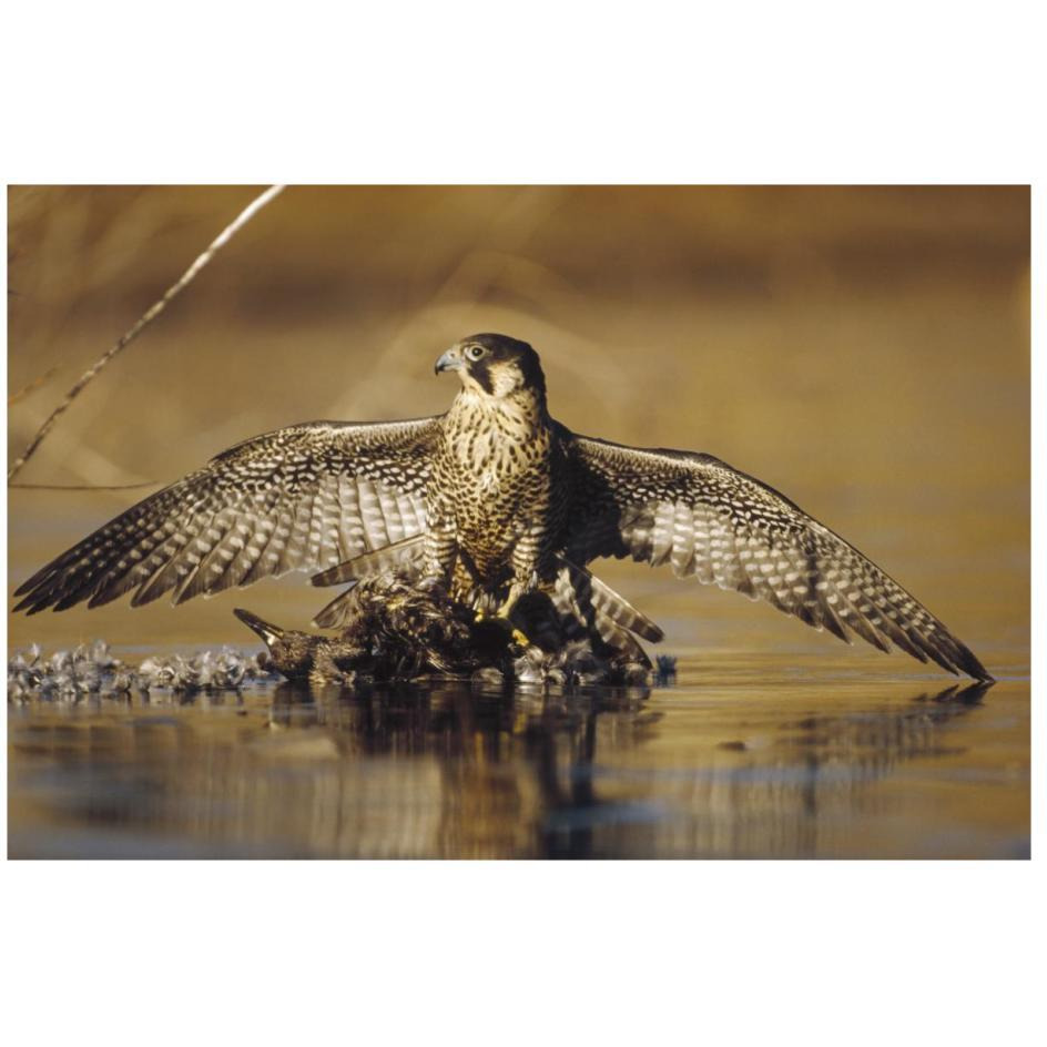 Peregrine Falcon adult in protective stance standing on downed duck, North America-Paper Art-26&quotx18"