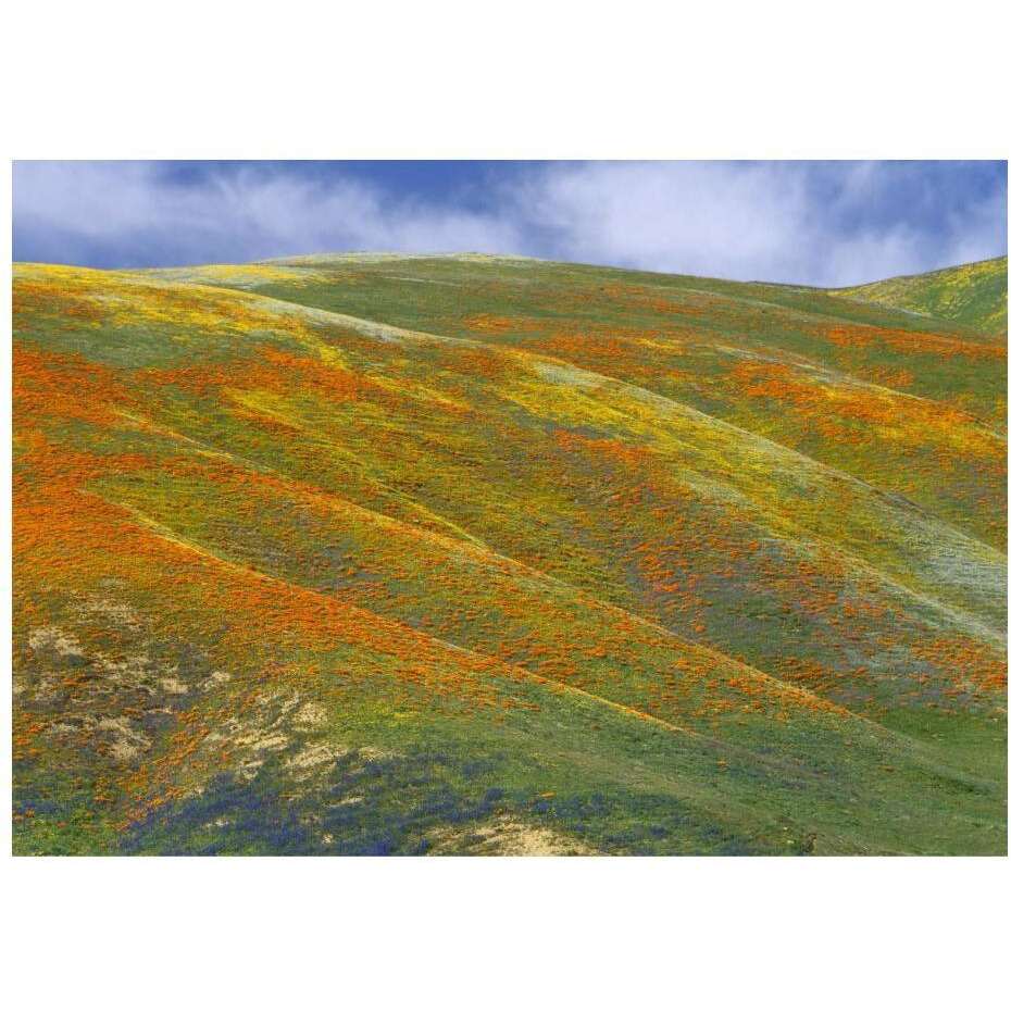 California Poppy covered hillside, spring, Tehachapi Hills near Gorman, California-Paper Art-24&quotx17.4"