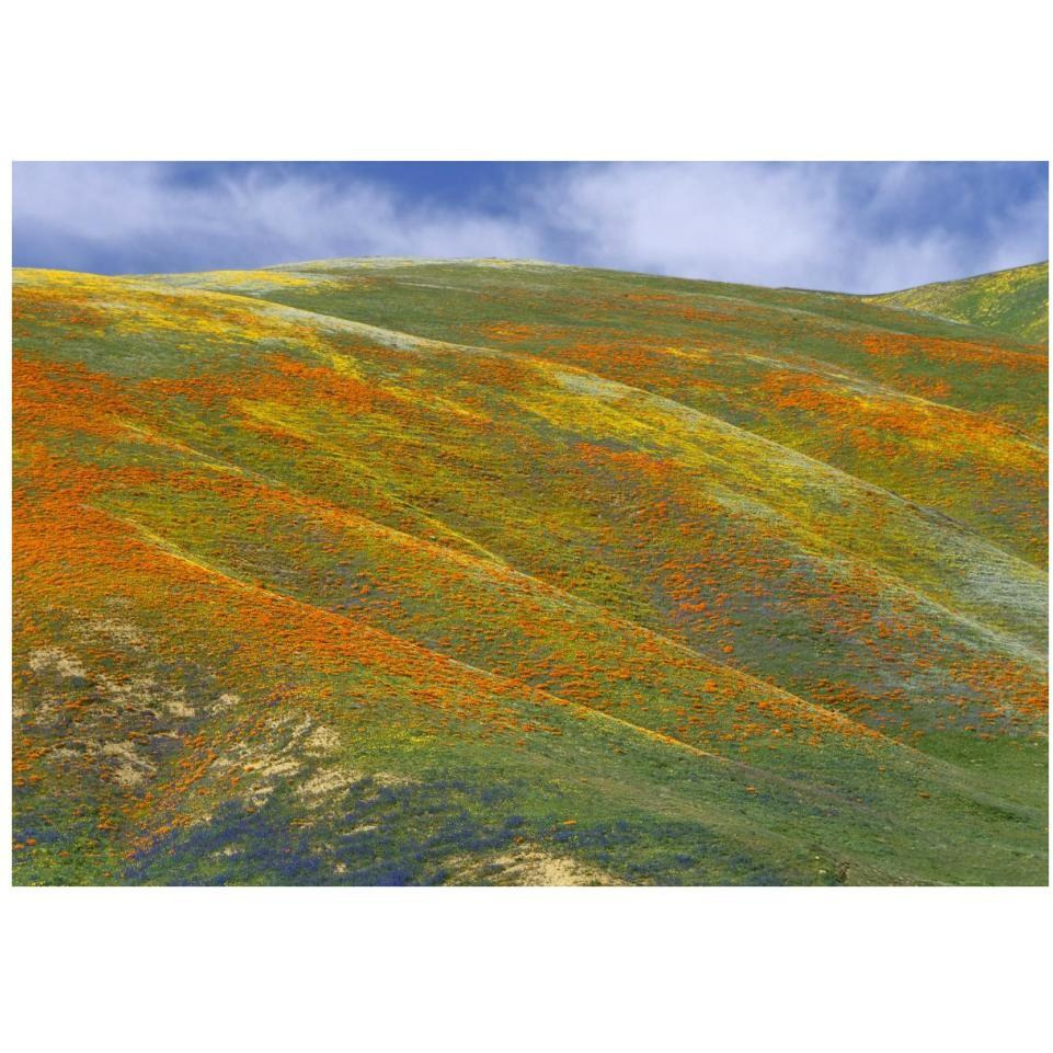 California Poppy covered hillside, spring, Tehachapi Hills near Gorman, California-Paper Art-38&quotx27.2"