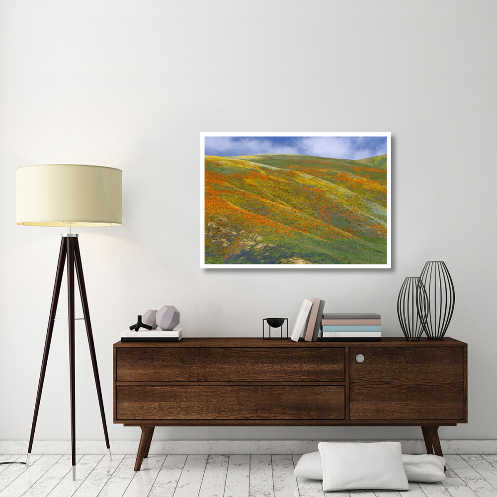 California Poppy covered hillside, spring, Tehachapi Hills near Gorman, California-Paper Art-46&quotx32.8"