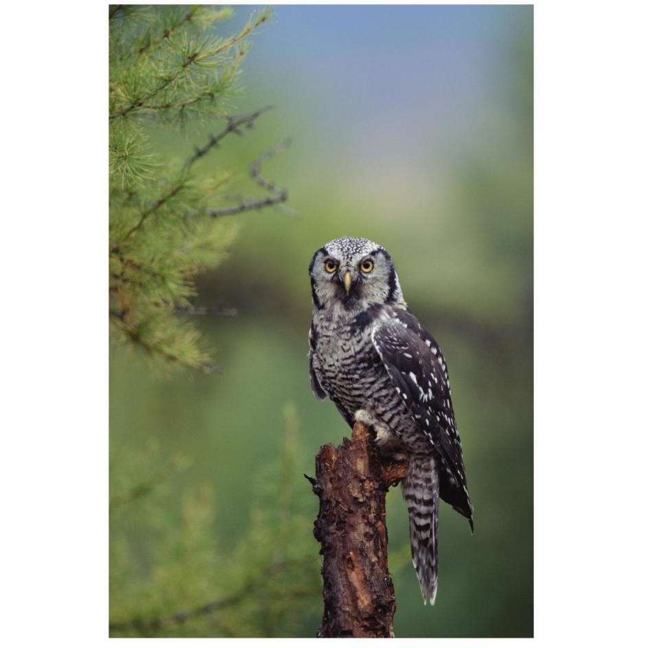 Northern Hawk Owl perching in a tree, circumpolar species, British Columbia, Canada-Paper Art-18&quotx26"