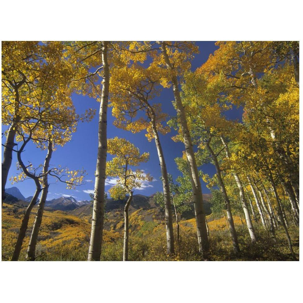 Aspen in fall colors and Maroon Bells, Elk Mountains, Snowmass Wilderness, Colorado-Paper Art-50&quotx38"