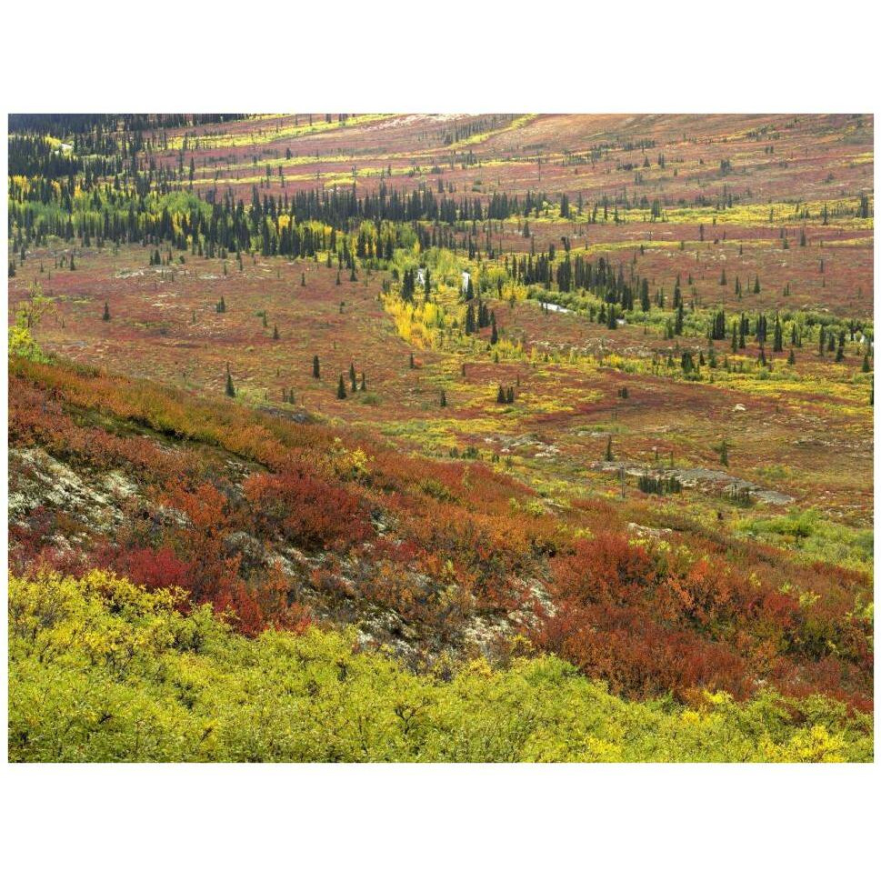 Autumn tundra with boreal forest, Tombstone Territorial Park, Yukon Territory, Canada-Paper Art-42&quotx32"