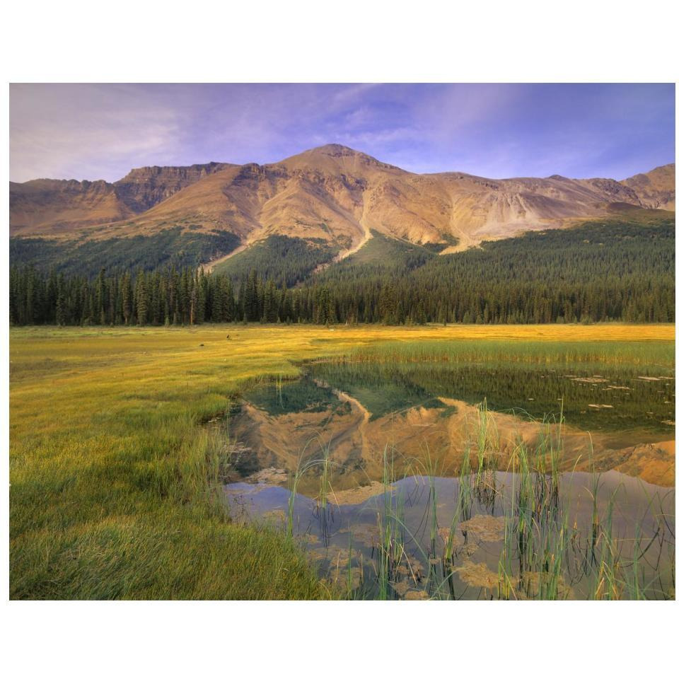 Observation Peak and coniferous forest reflected in pond, Banff National Park, Alberta-Paper Art-18&quotx14"