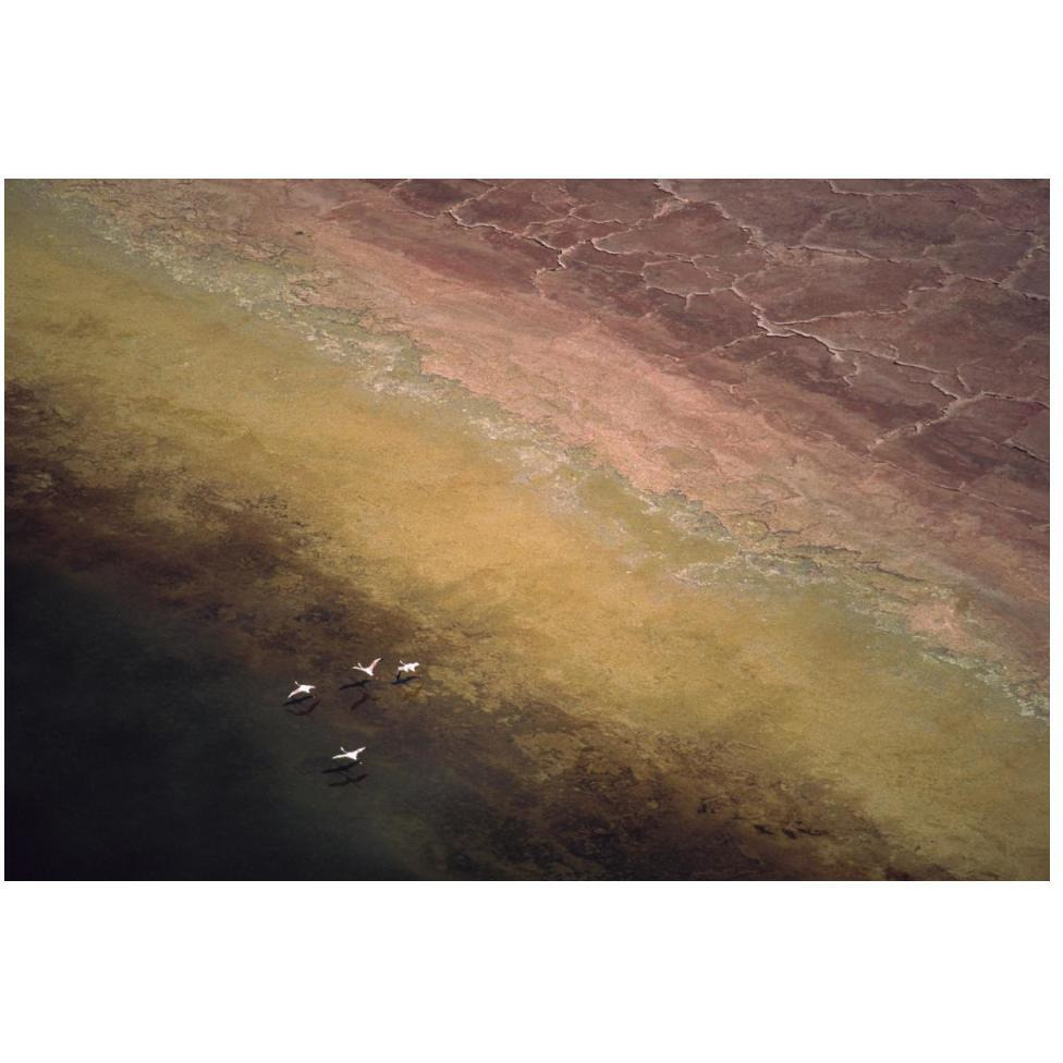 Lesser Flamingo flock of four flying over soda flats at the edge of Lake Magadi, Kenya-Paper Art-50&quotx34"