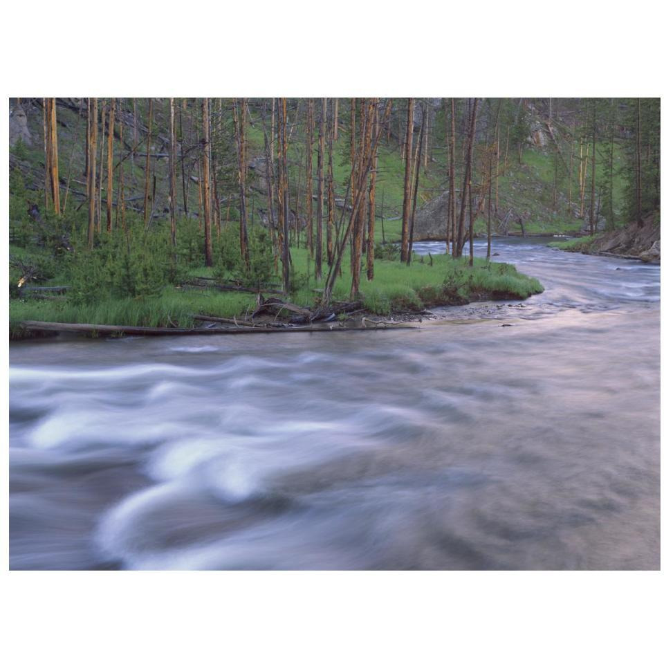 Gibbon River rapids popular river for trout fishing, Yellowstone National Park, Wyoming-Paper Art-18&quotx14"