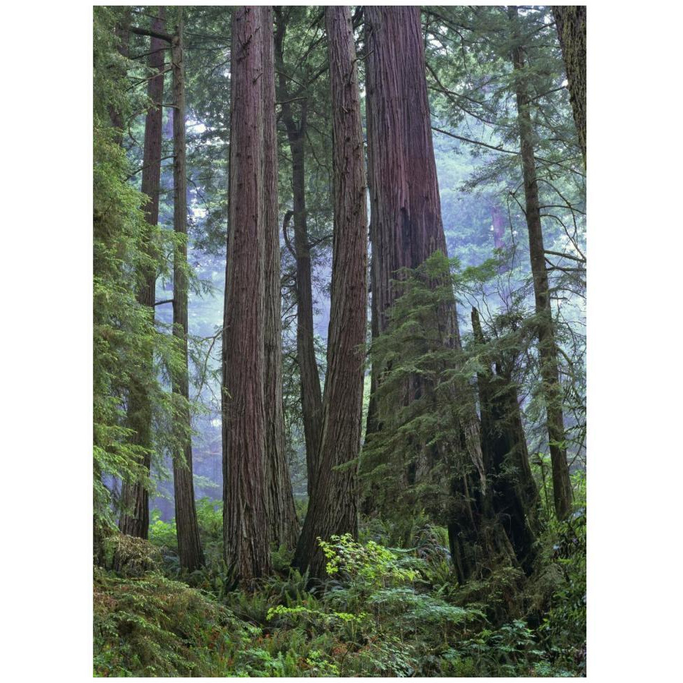 Old growth forest of Coast Redwood stand Del Norte Coast Redwoods State Park, California-Paper Art-32&quotx42"