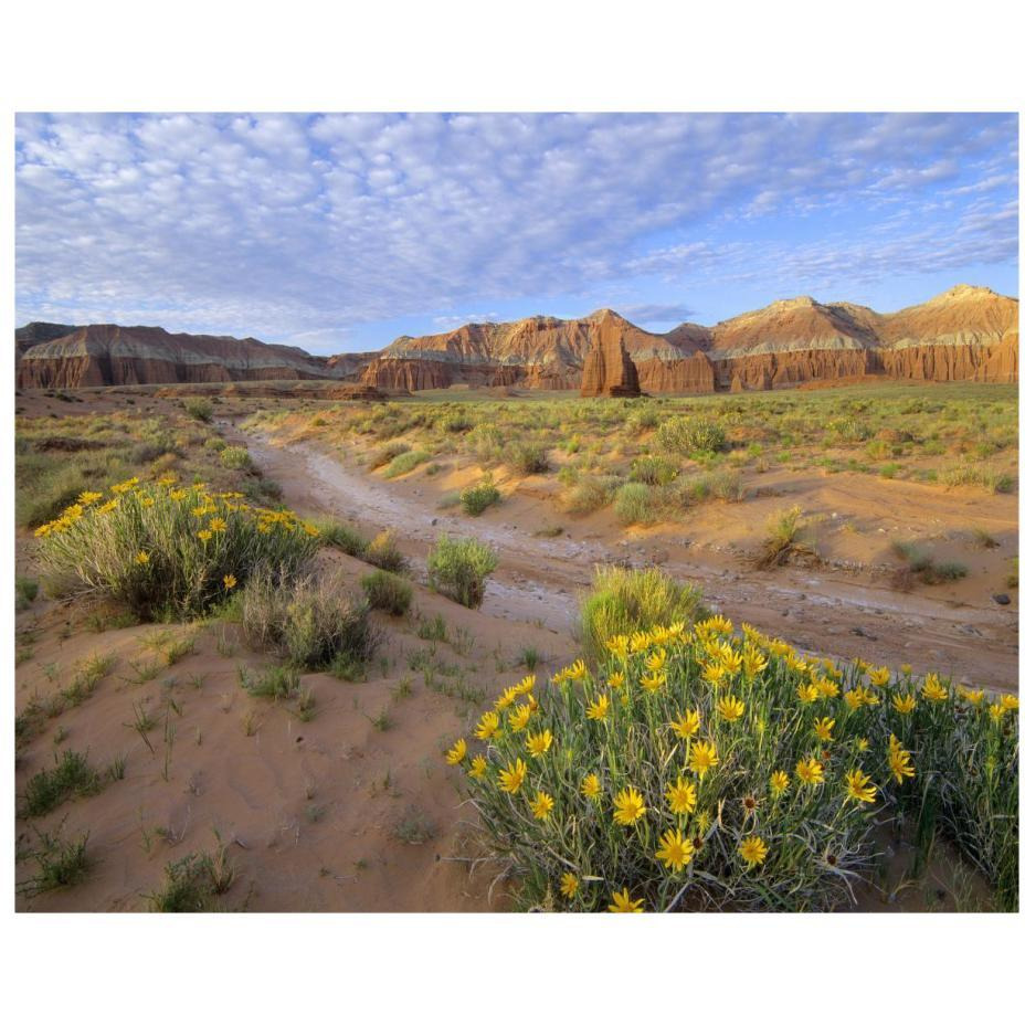 Wildflowers growing along dirt road, Temple of the Moon, Capitol Reef National Park, Utah-Paper Art-22&quotx18"