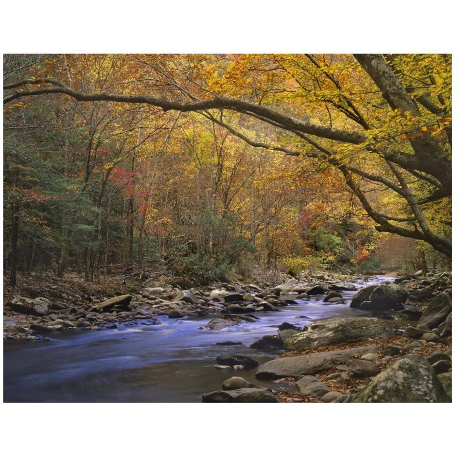 Little River flowing through autumn forest, Great Smoky Mountains National Park, Tennessee-Paper Art-26&quotx20"