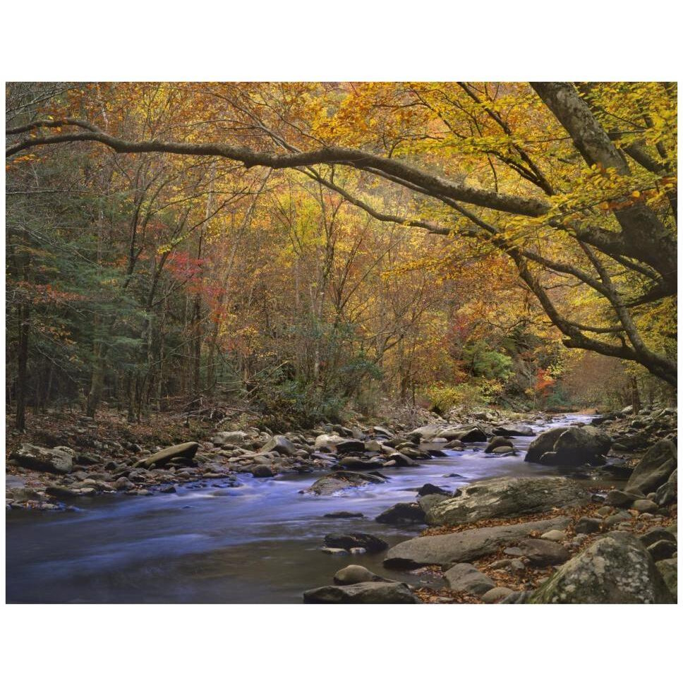 Little River flowing through autumn forest, Great Smoky Mountains National Park, Tennessee-Paper Art-42&quotx32"