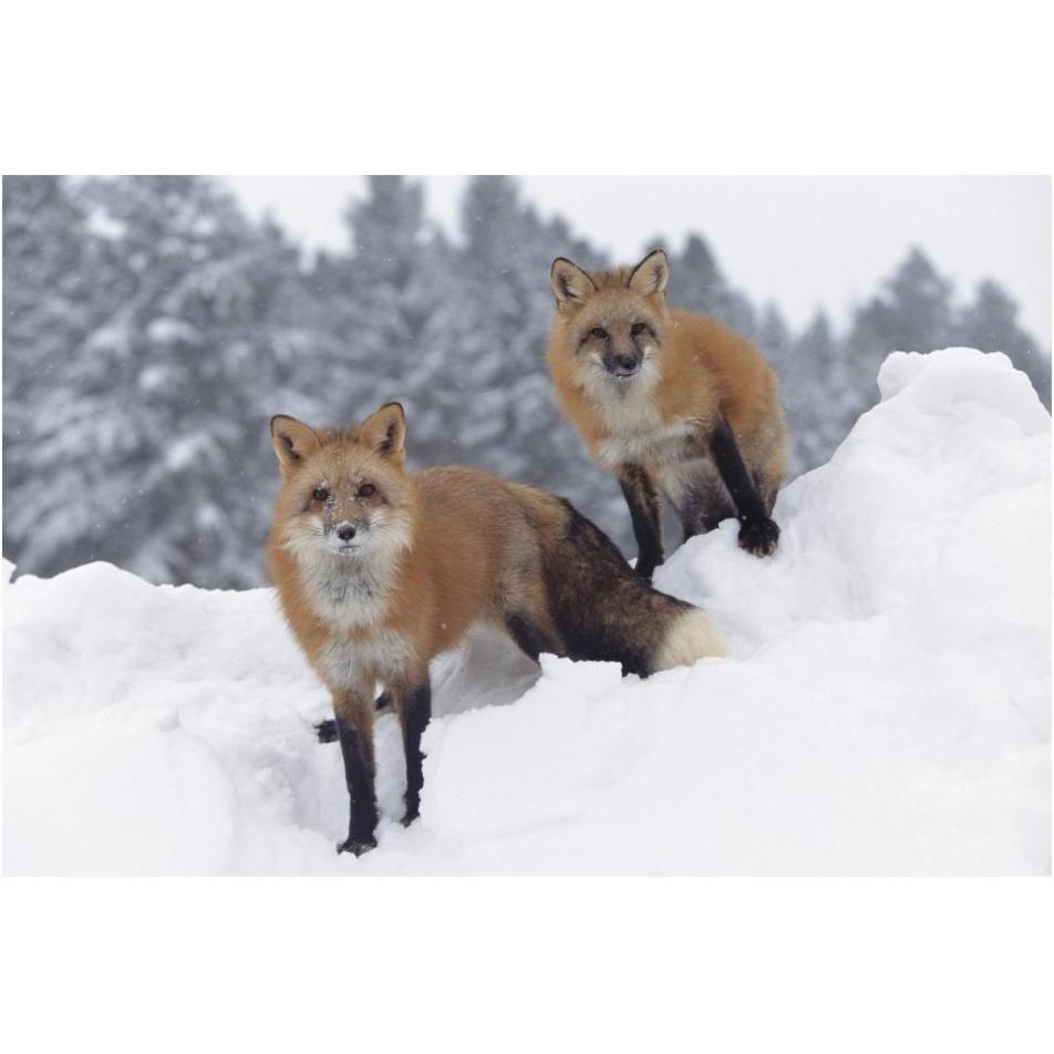 Red Fox pair in snow fall showing the black and red markings of their cross phase, Montana-Paper Art-20&quotx14"