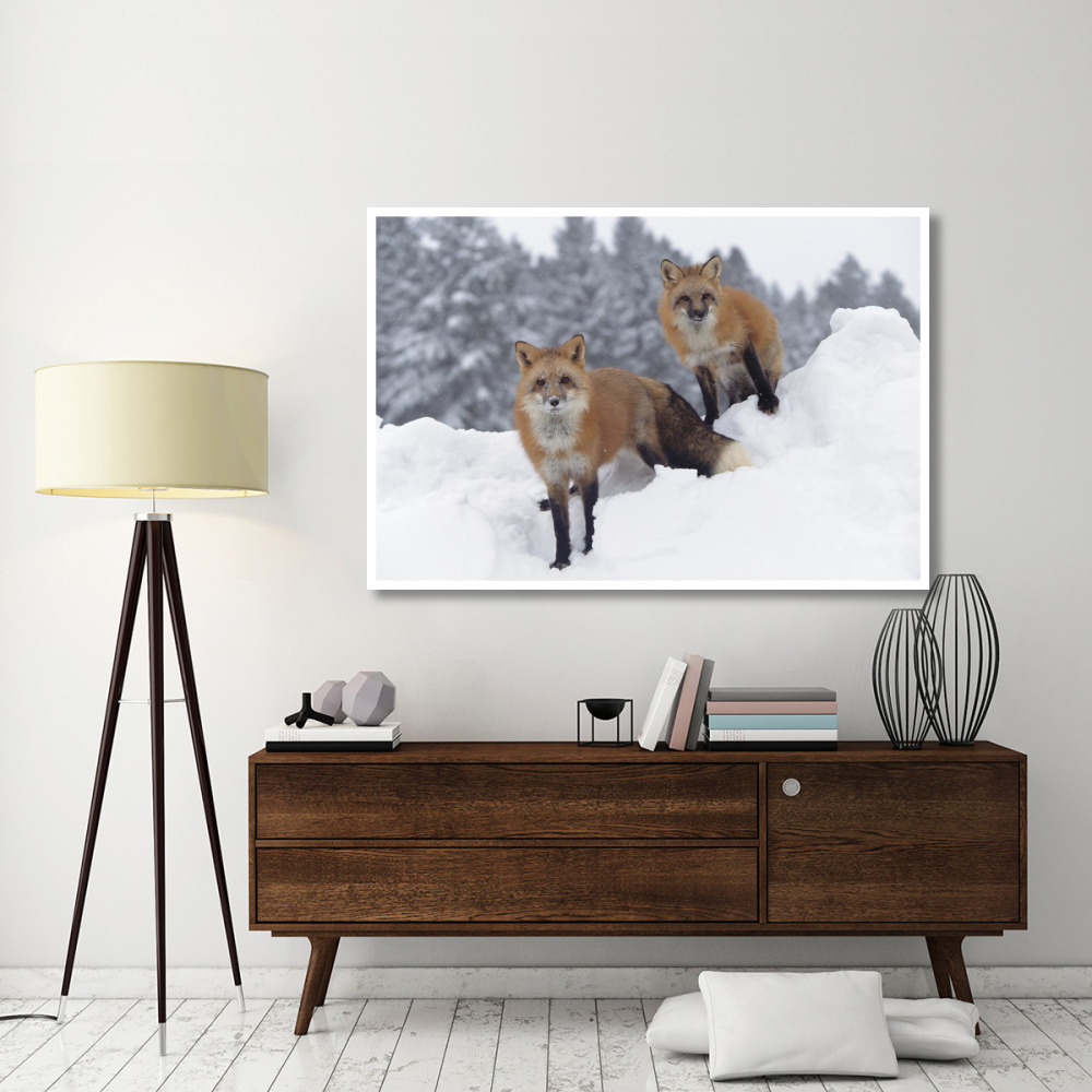 Red Fox pair in snow fall showing the black and red markings of their cross phase, Montana-Paper Art-62&quotx42"