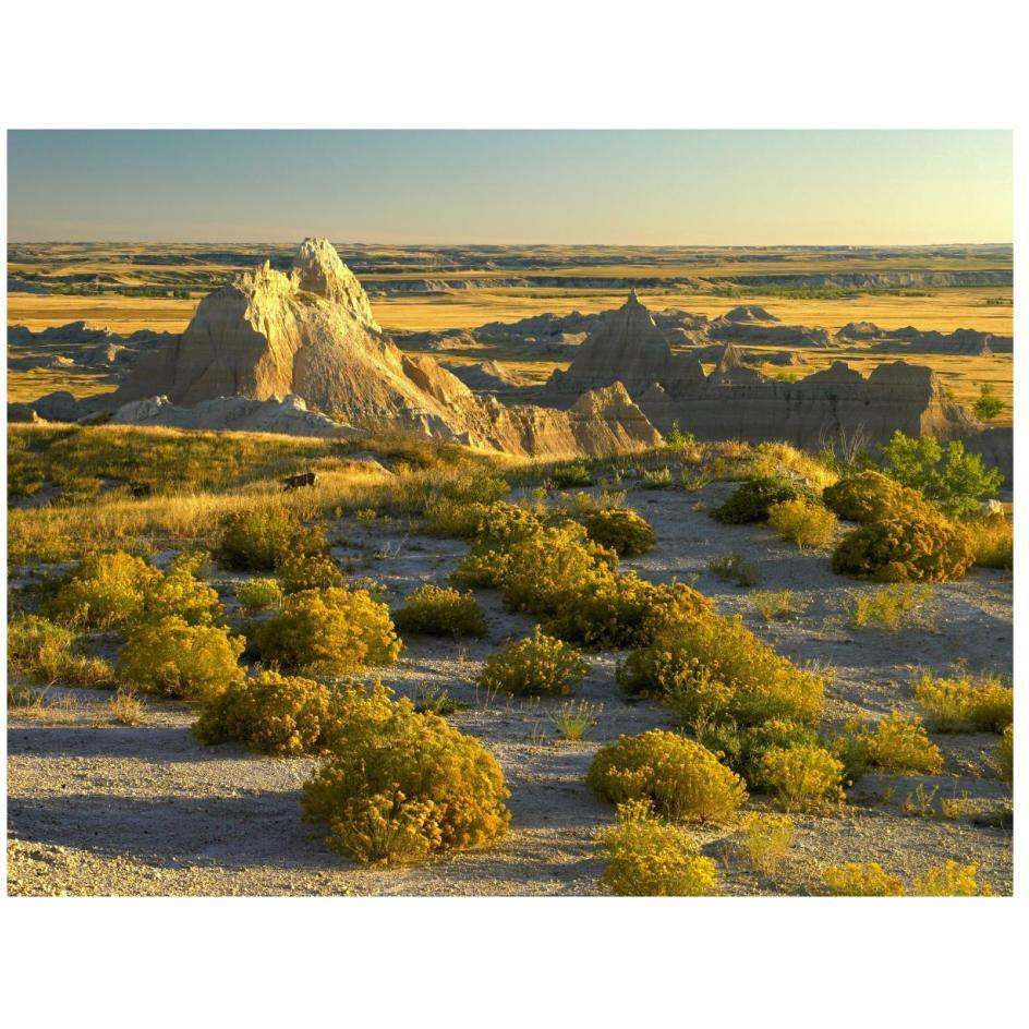 Coyote Bush and eroded features bordering grasslands, Badlands National Park, South Dakota-Paper Art-26&quotx20"