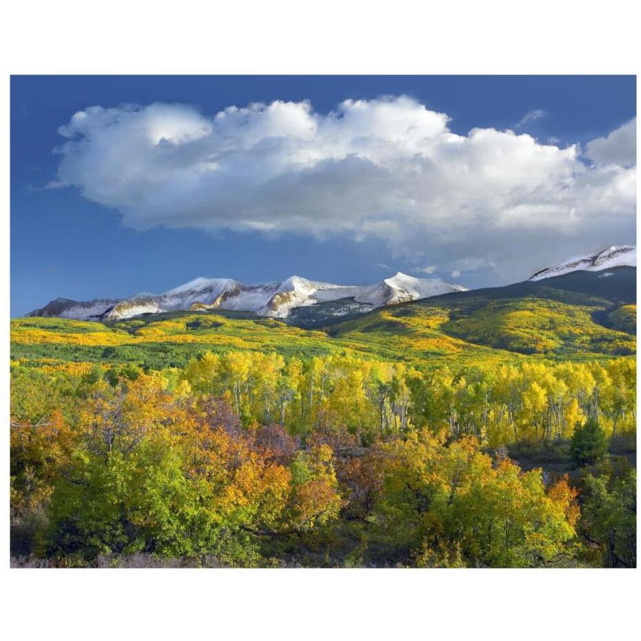 East Beckwith Mountain flanked by fall colored Aspen forests under cumulus clouds, Colorado-Paper Art-22&quotx18"