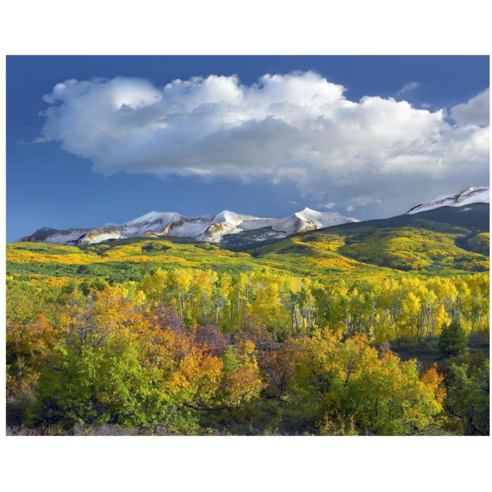 East Beckwith Mountain flanked by fall colored Aspen forests under cumulus clouds, Colorado-Paper Art-37&quotx30"