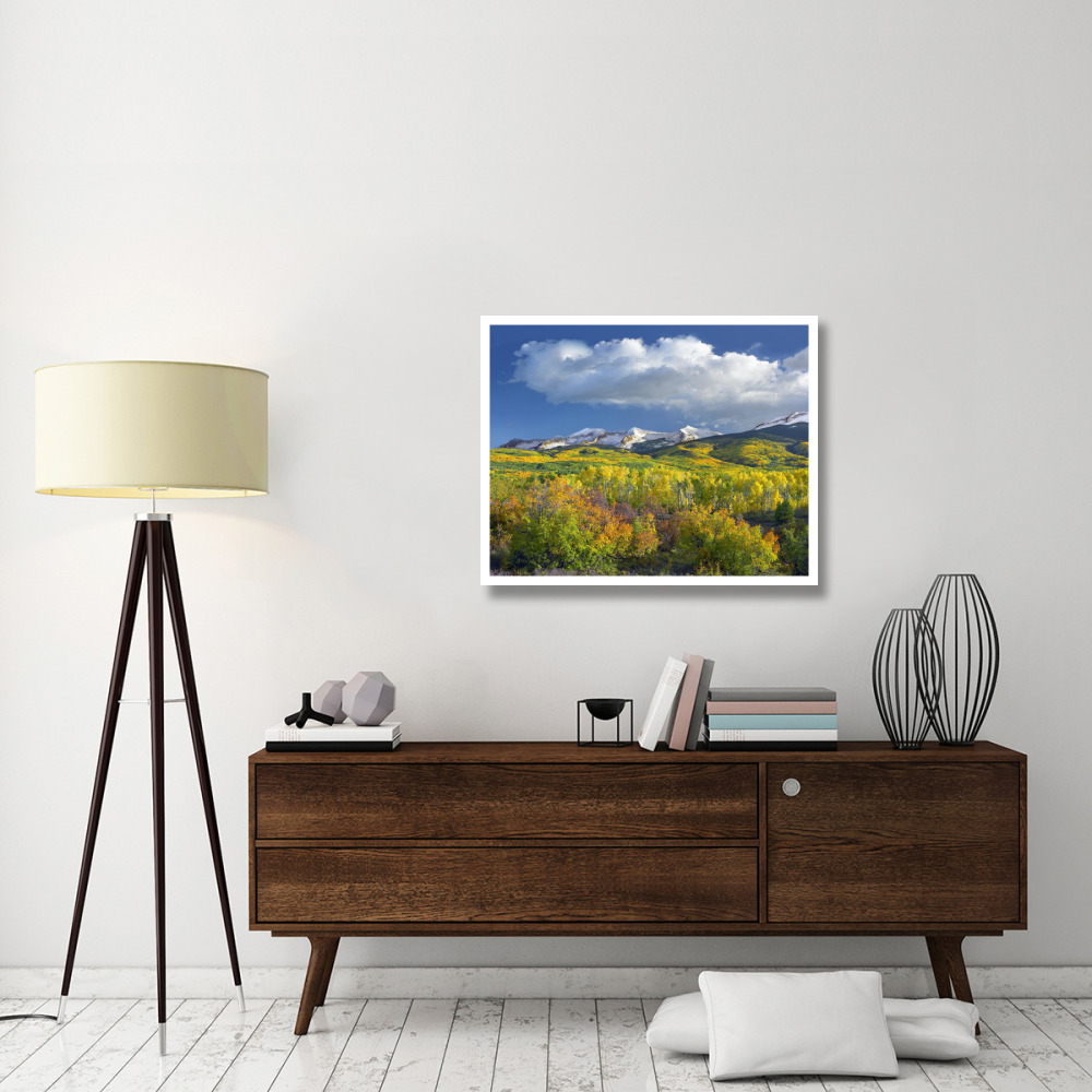 East Beckwith Mountain flanked by fall colored Aspen forests under cumulus clouds, Colorado-Paper Art-37&quotx30"