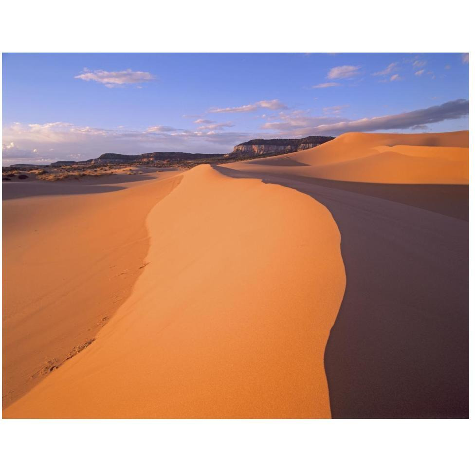 Wind ripples in sand dunes beneath sandstone cliffs, Coral Pink Sand Dunes State Park, Utah-Paper Art-50&quotx38"