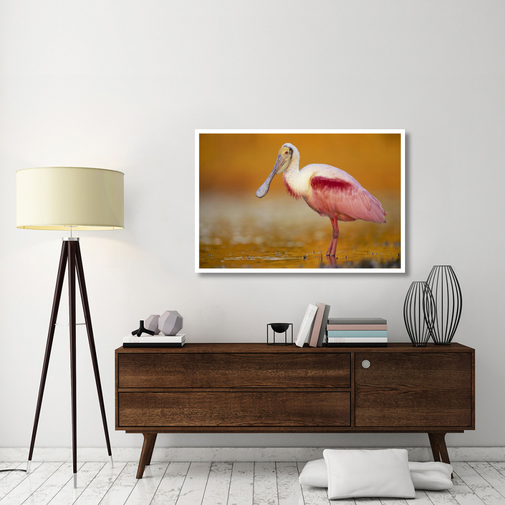 Roseate Spoonbill adult in breeding plumage standing in golden-colored water, North America-Paper Art-50&quotx34"