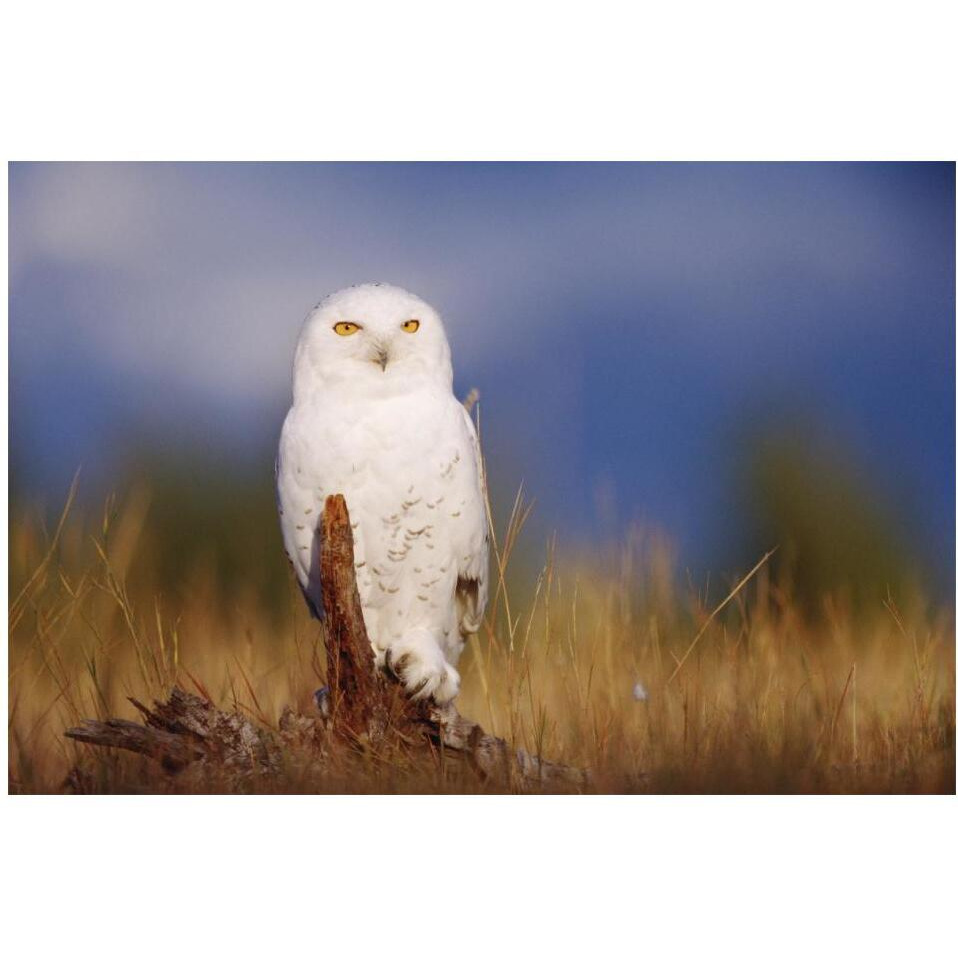 Snowy Owl adult perching on a low stump in a field of green grass, British Columbia, Canada-Paper Art-20&quotx14"