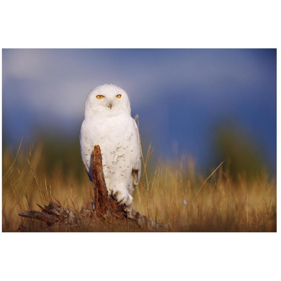 Snowy Owl adult perching on a low stump in a field of green grass, British Columbia, Canada-Paper Art-26&quotx18"