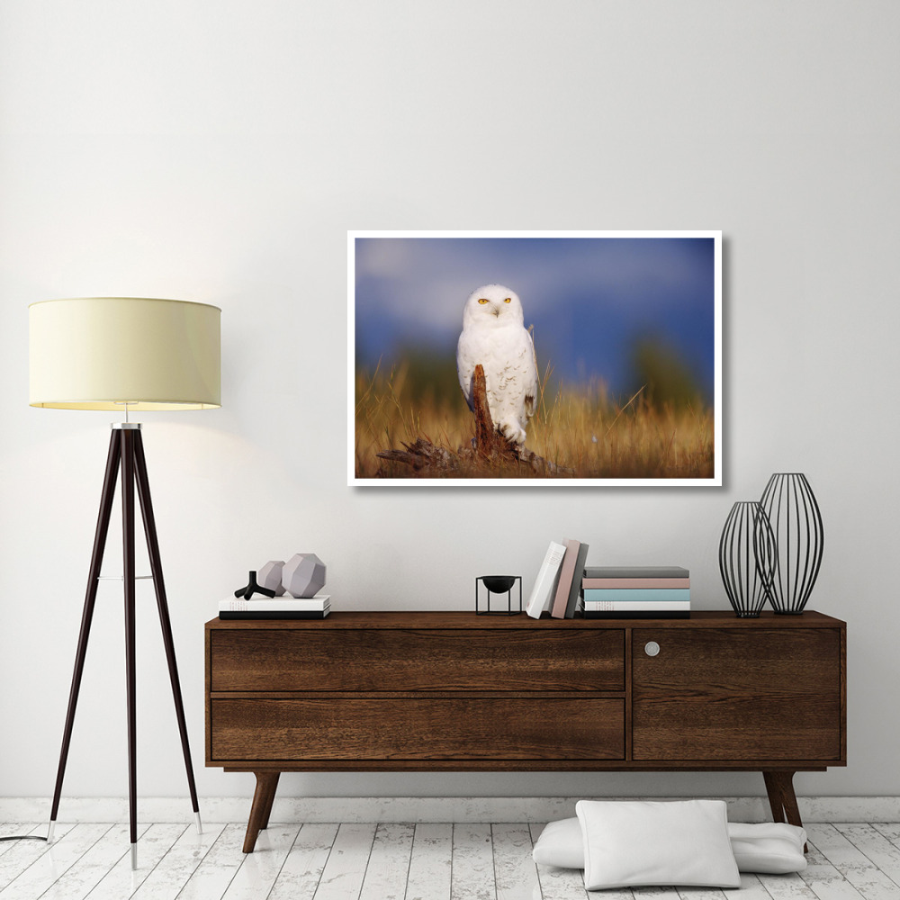 Snowy Owl adult perching on a low stump in a field of green grass, British Columbia, Canada-Paper Art-50&quotx34"