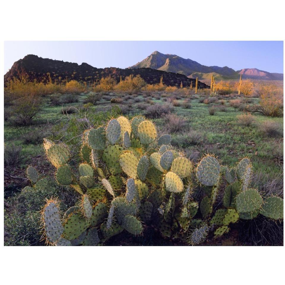 Beavertail Cactus with Picacho Mountain in the background, Pichaco Peak State Park, Arizona-Paper Art-18&quotx14"