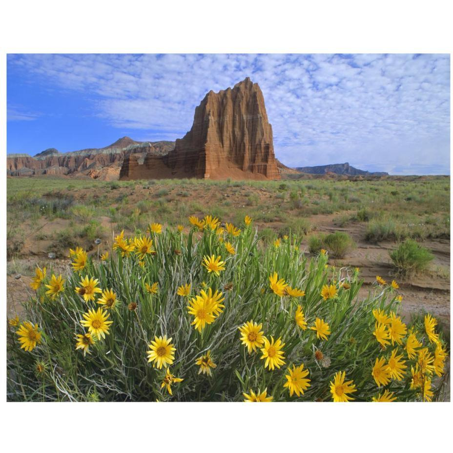 Temple of the Sun with Common Sunflowers in the foreground, Capitol Reef National Park, Utah-Paper Art-22&quotx18"