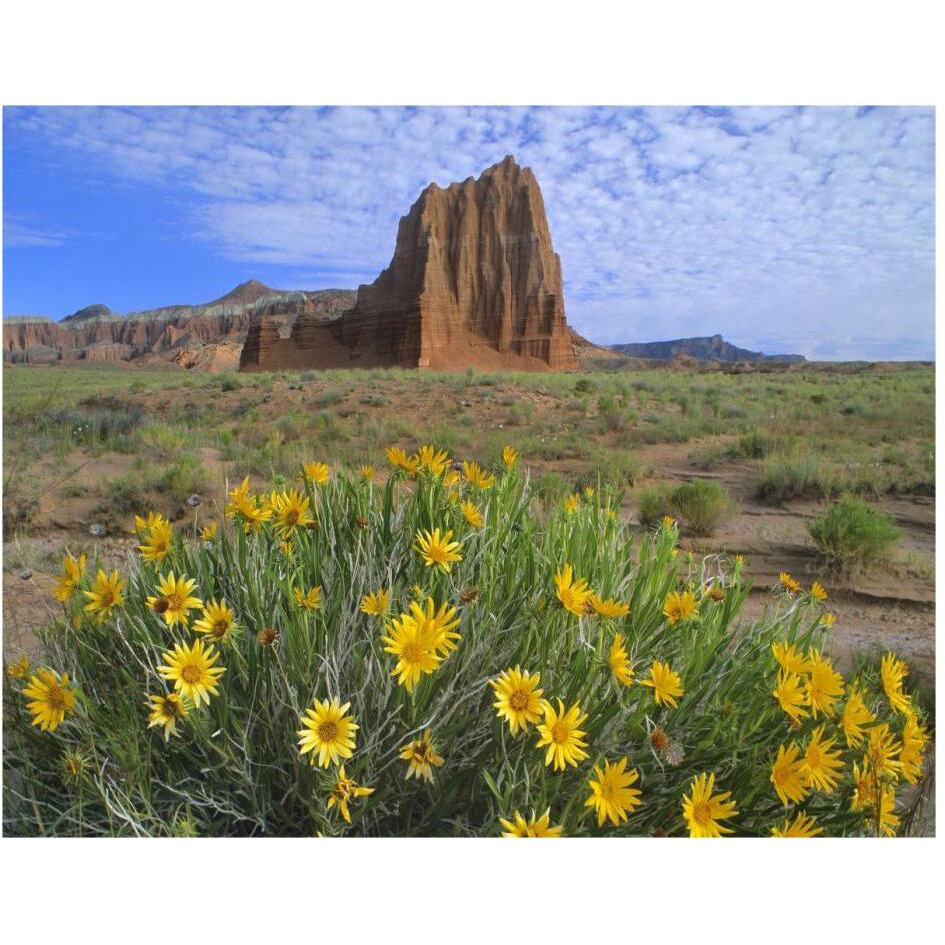 Temple of the Sun with Common Sunflowers in the foreground, Capitol Reef National Park, Utah-Paper Art-30&quotx24"