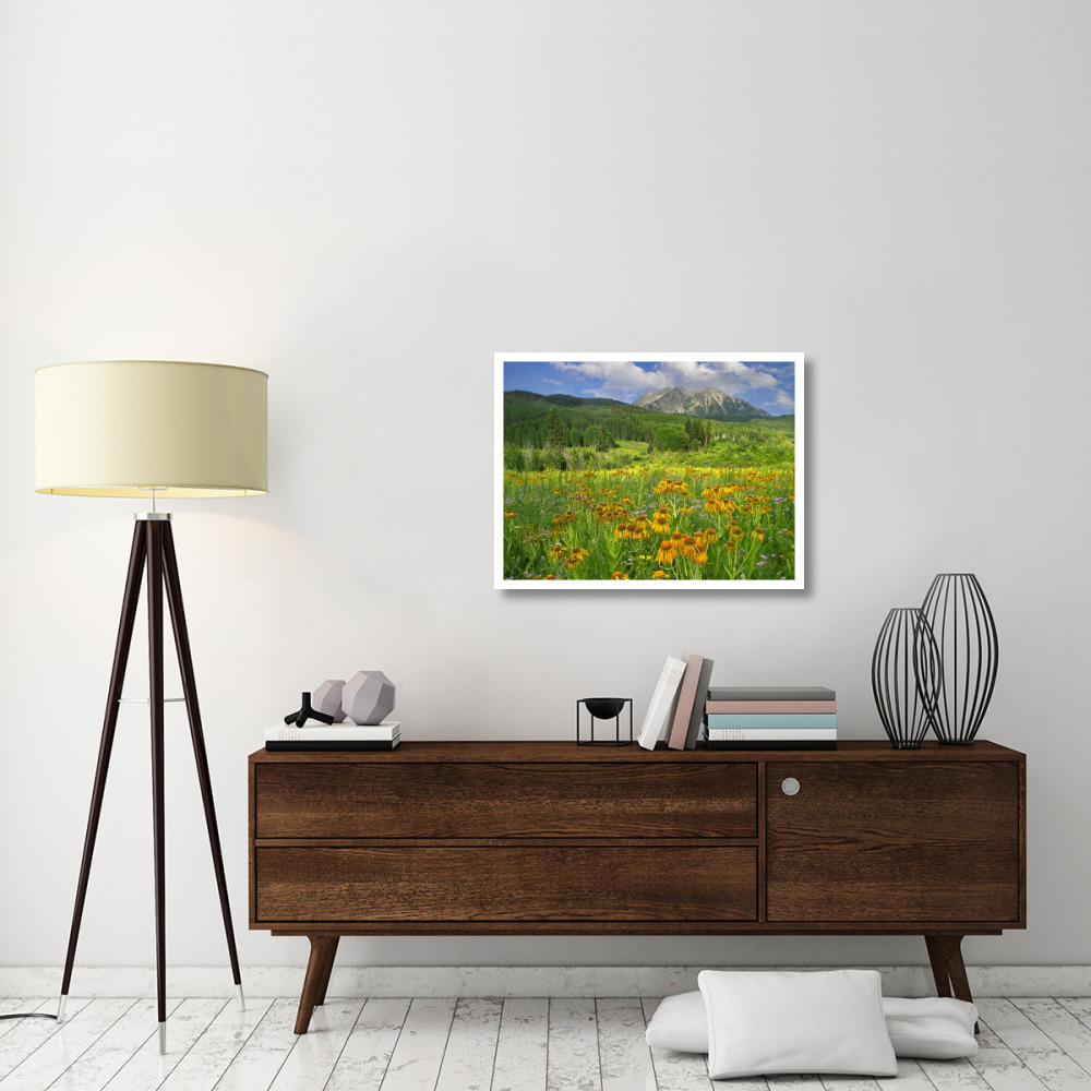 Orange Sneezeweed blooming in meadow with East Beckwith Mountain in the background, Colorado-Paper Art-34&quotx26"