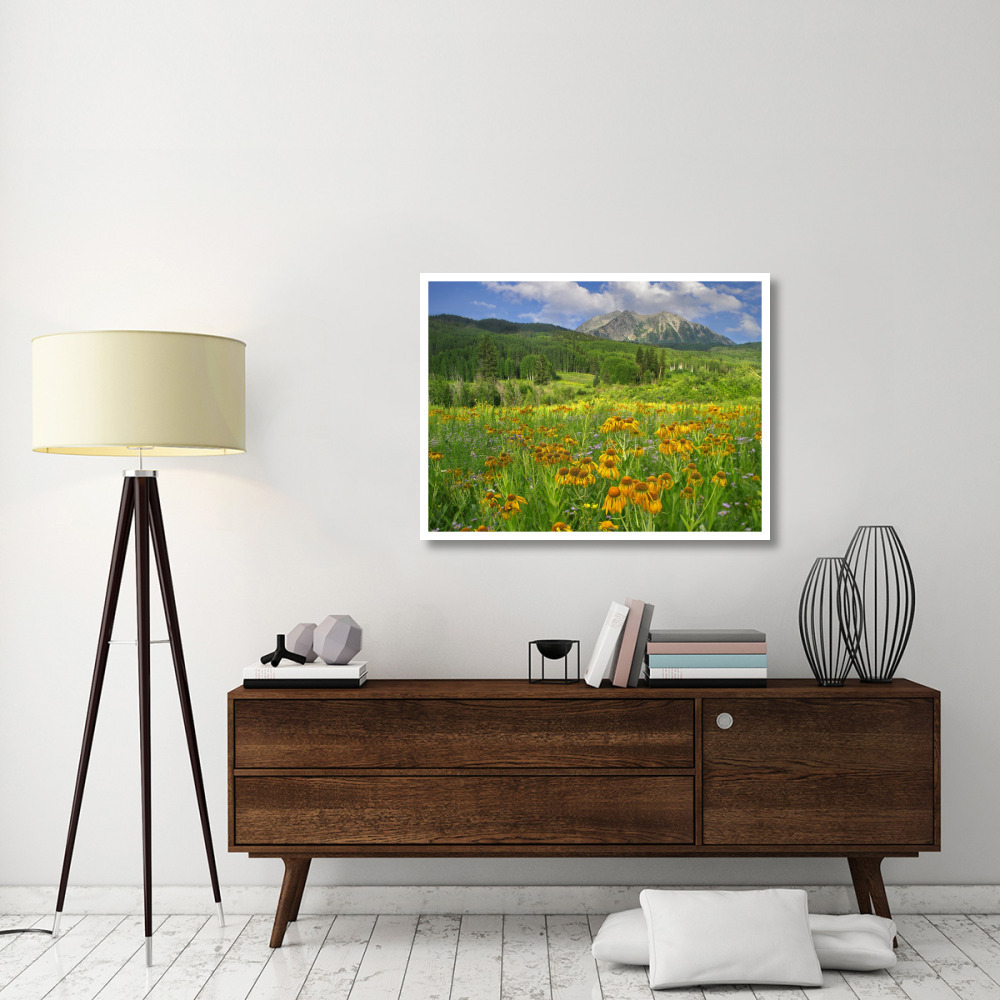 Orange Sneezeweed blooming in meadow with East Beckwith Mountain in the background, Colorado-Paper Art-42&quotx32"