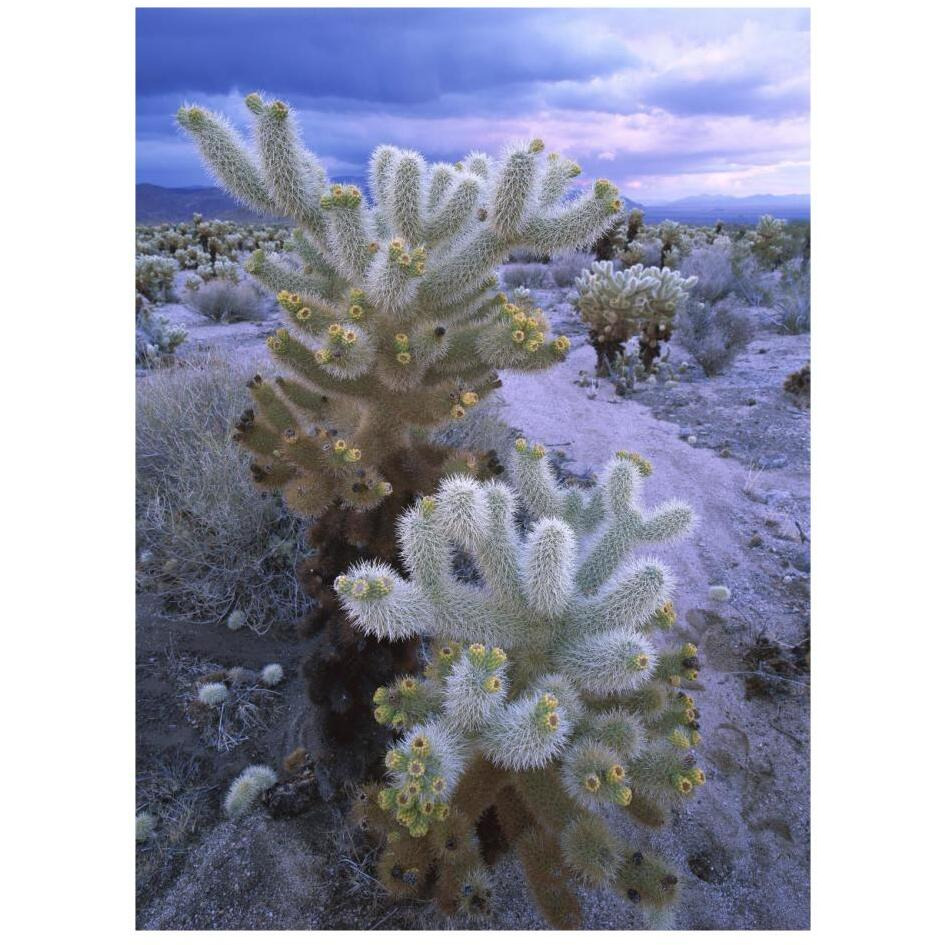 Teddy Bear Cholla or Jumping Cholla under stormy skies, Joshua Tree National Park, California-Paper Art-20&quotx26"