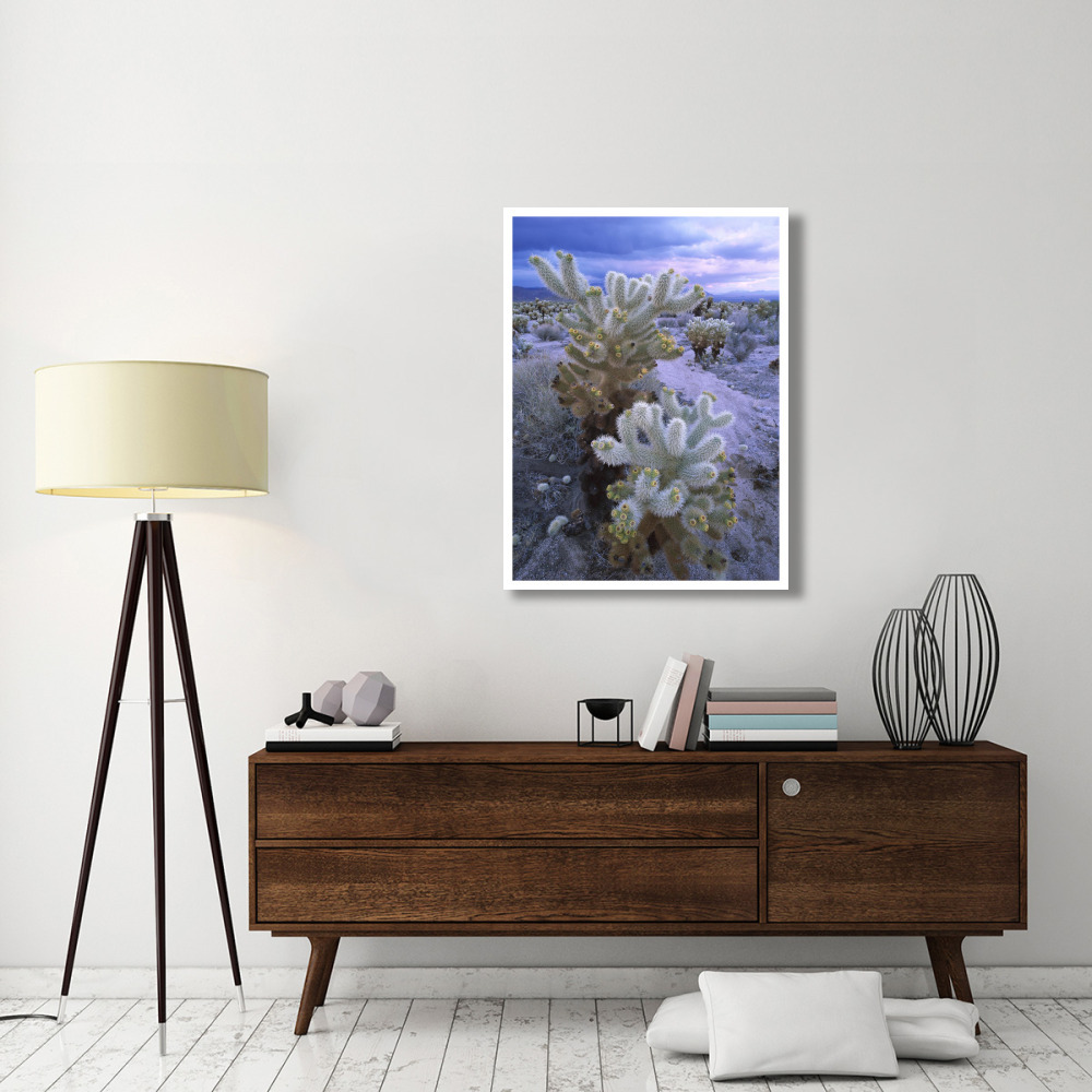 Teddy Bear Cholla or Jumping Cholla under stormy skies, Joshua Tree National Park, California-Paper Art-32&quotx42"