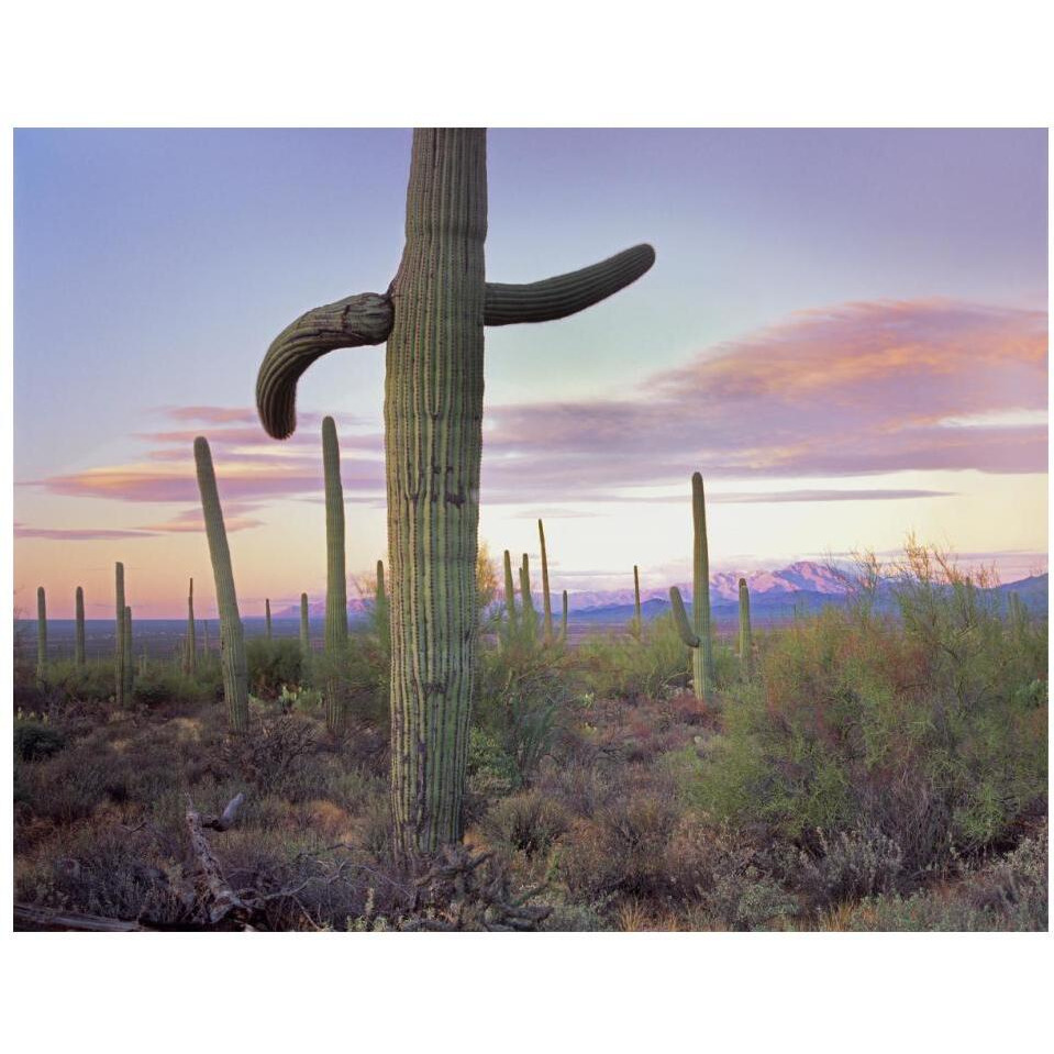 Saguaro cactus field with Sierrita Mountains in the background, Saguaro National Park, Arizona-Paper Art-18&quotx14"